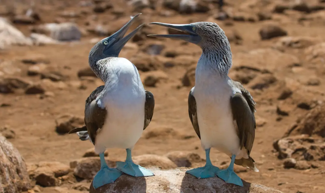 Blue Footed Bird Galapagos