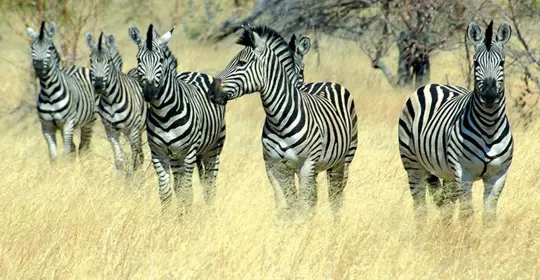 Zebra, Etosha National Park, Namibia