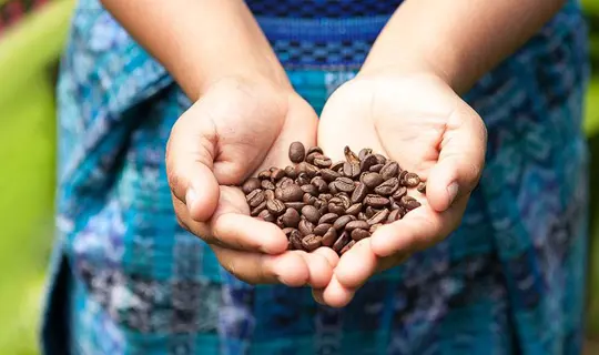 Coffee Beans, Costa Rica