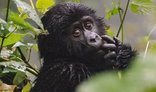 Uganda Gorilla