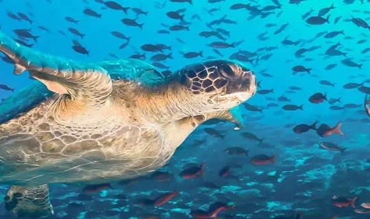 Galapagos Wildlife