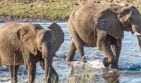 South Africa Safari Banner