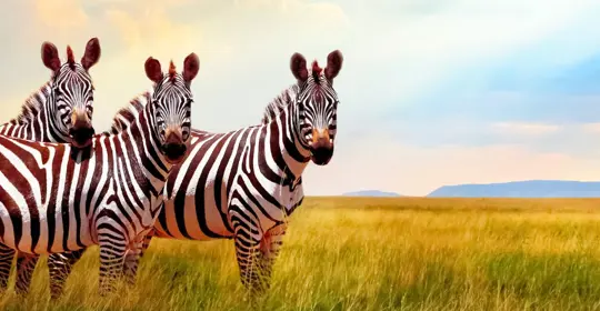 Zebra in South Africa