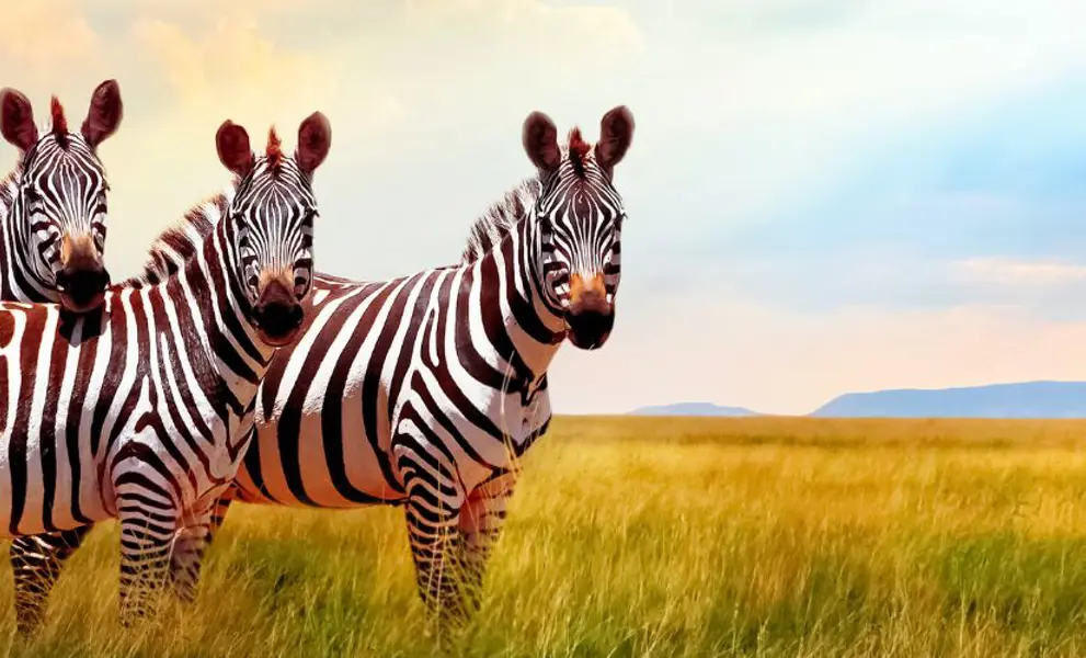 Zebra in South Africa