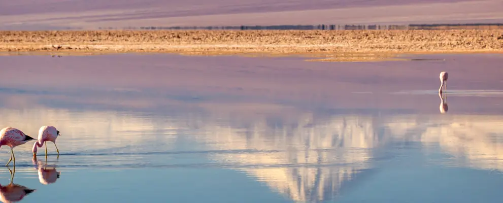 Chile - The Atacama to Patagonia banner.jpg
