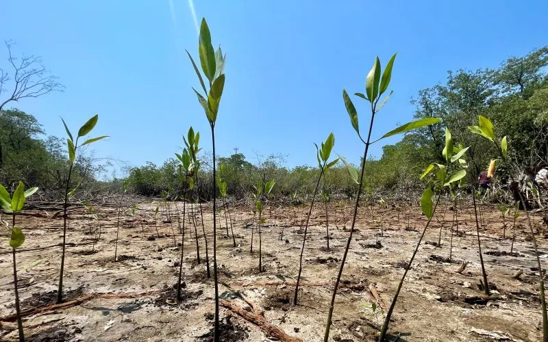 reforest_guatemala_800x500.jpg