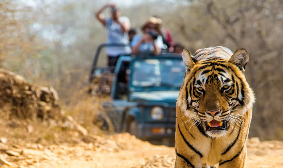 Wildlife Banner