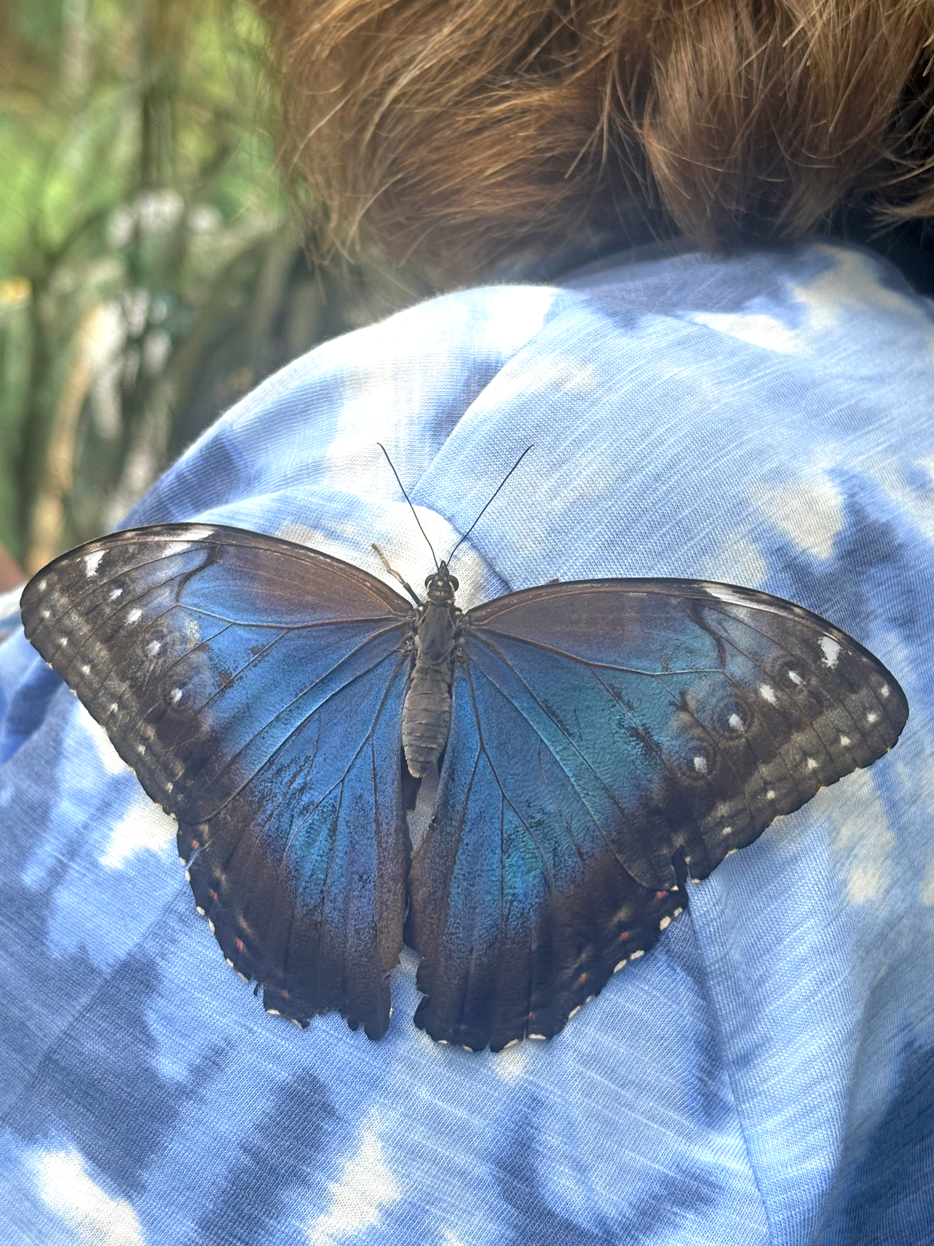 Blue Morpho.jpg