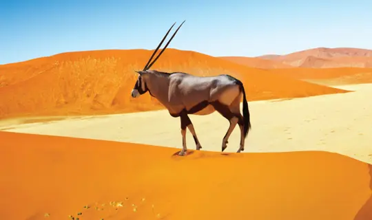 LNAMIB 2 2024 Banner